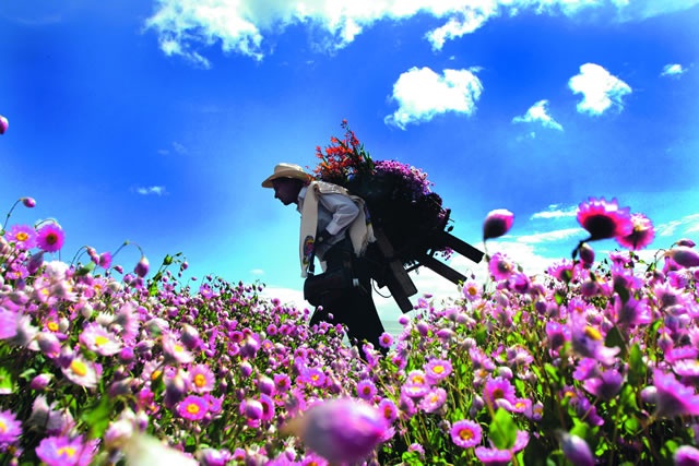 Flores 4