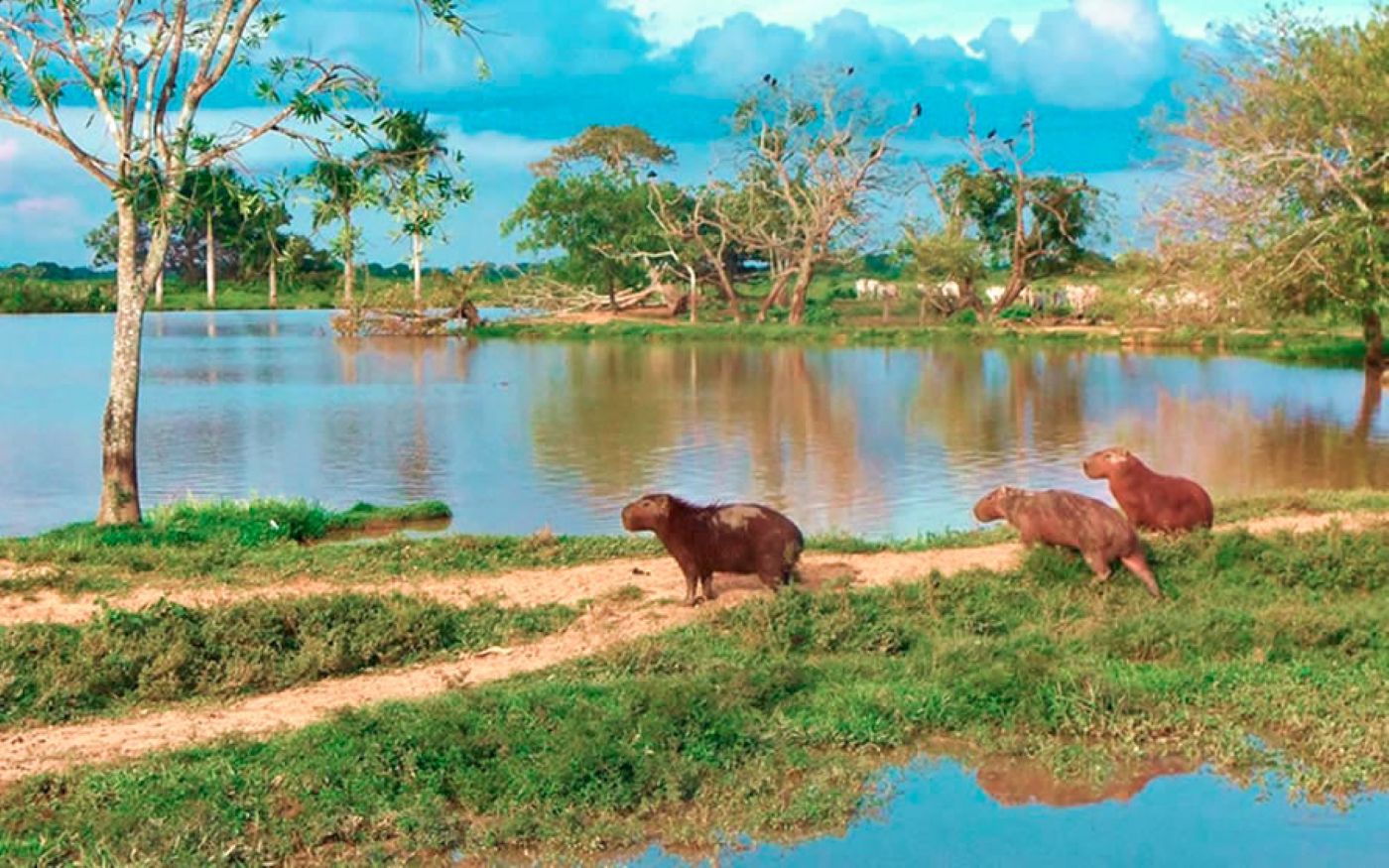Llanos 1